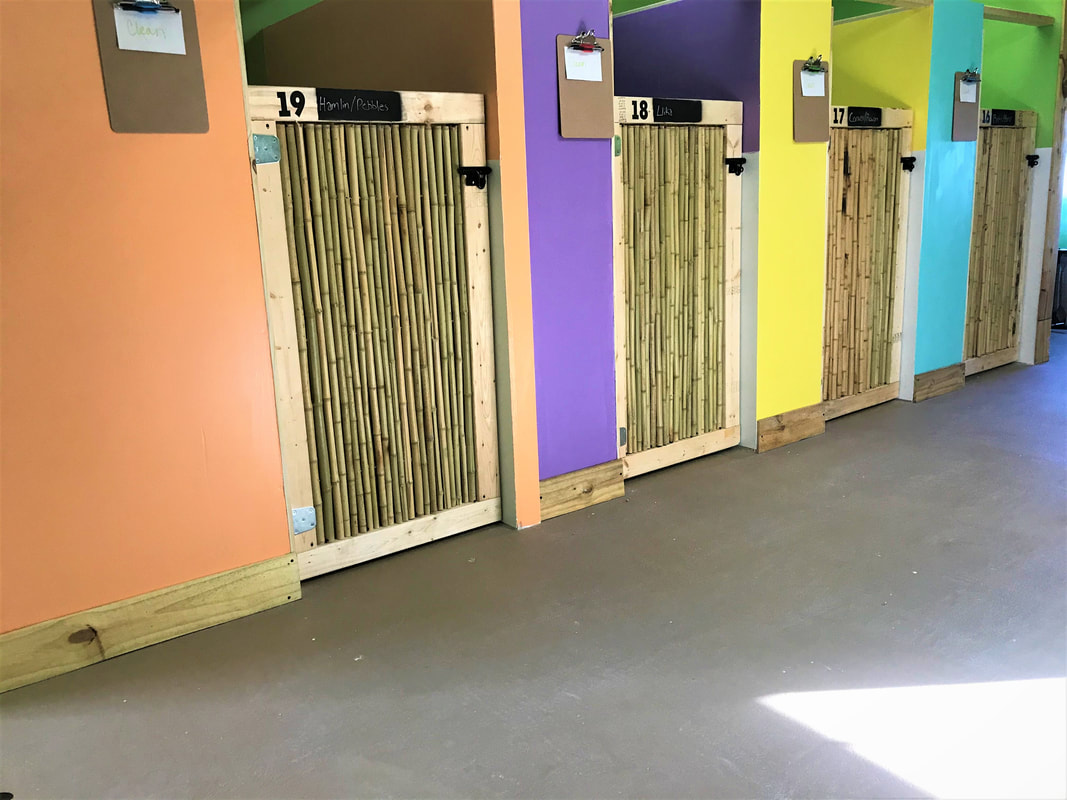 Row of tropical tiki-themed boarding suites at Tiki Tails Dog Resort