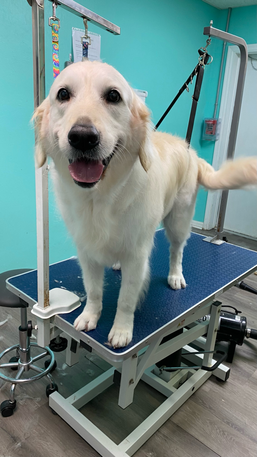 Happy dog standing on grooming table ready for spa treatment