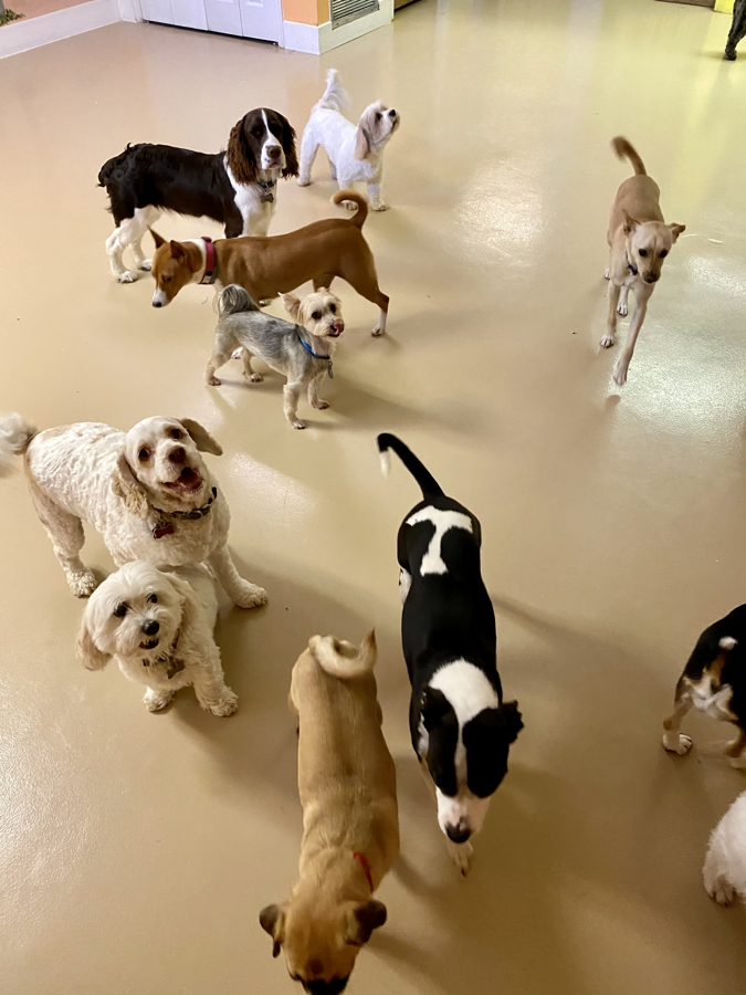 Group of dogs playing together in the indoor play area