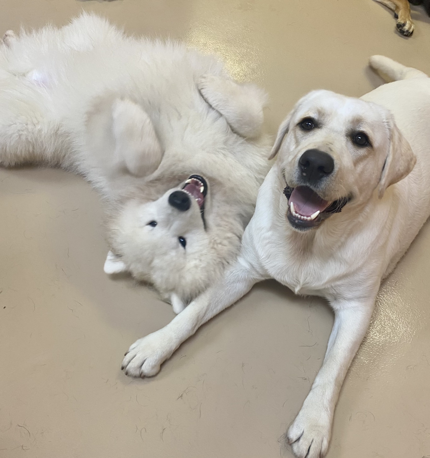 Dogs playing and being silly together in the indoor play area