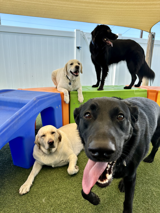 Happy dogs playing and having fun together in the outdoor play area