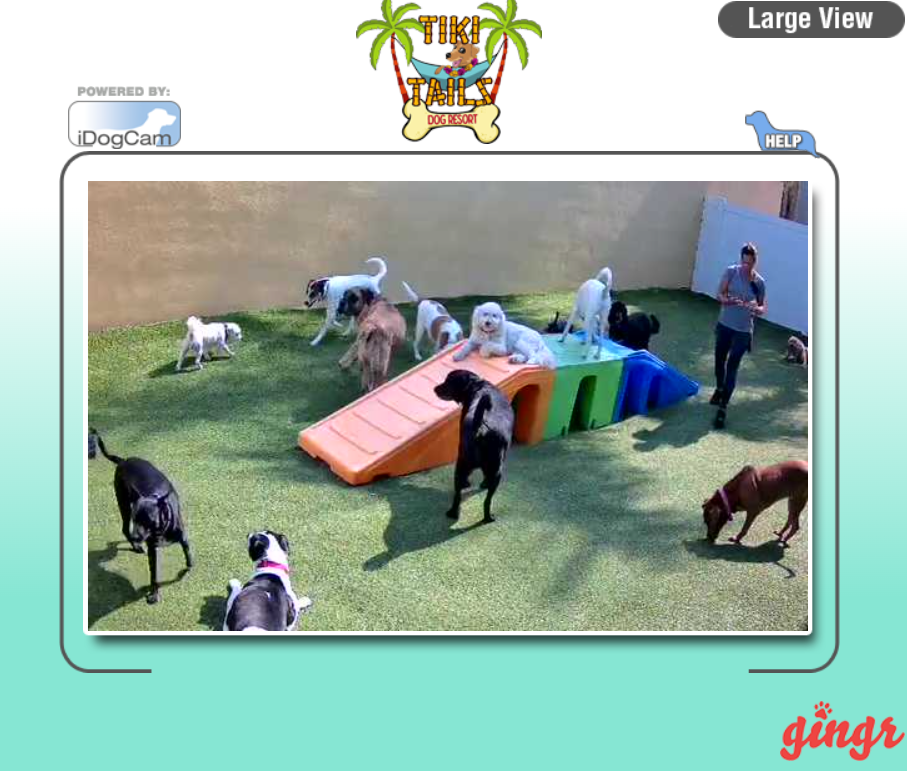 Dog cam footage of dogs playing and socializing in the outdoor play area