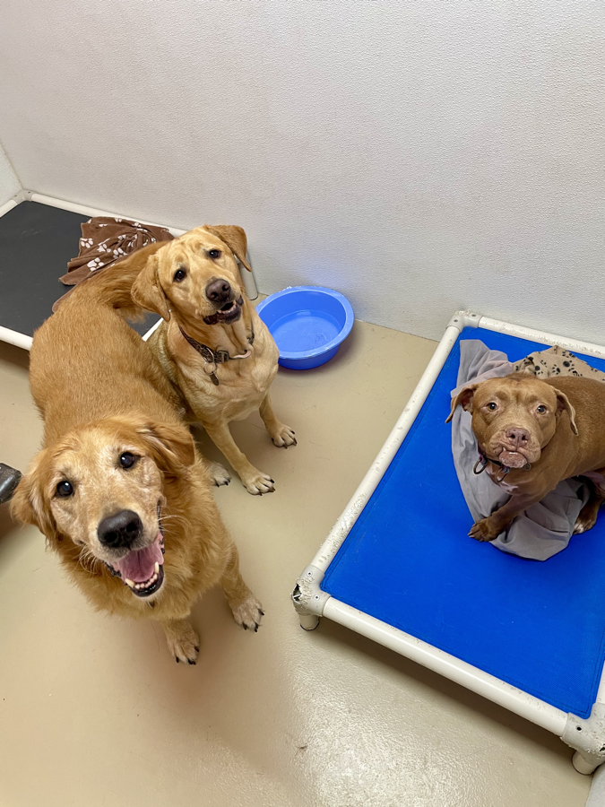 Three happy dogs spending time together in their boarding suite
