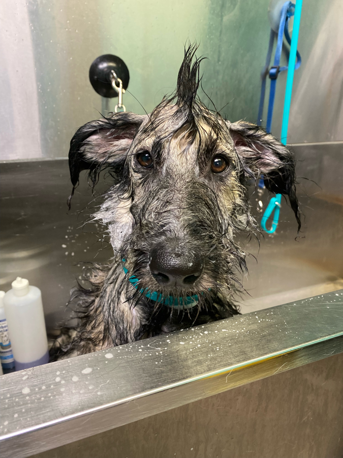 Wet dog receiving a bath in professional grooming tub