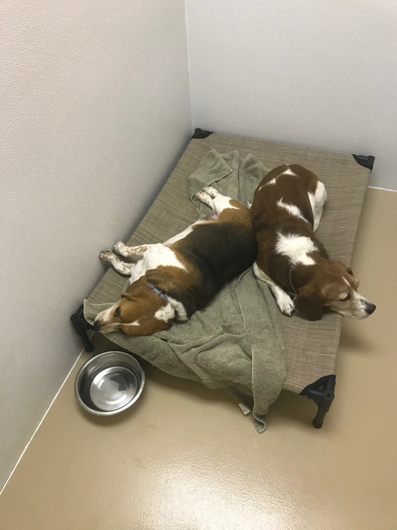Two dogs resting comfortably on their bed in their boarding suite