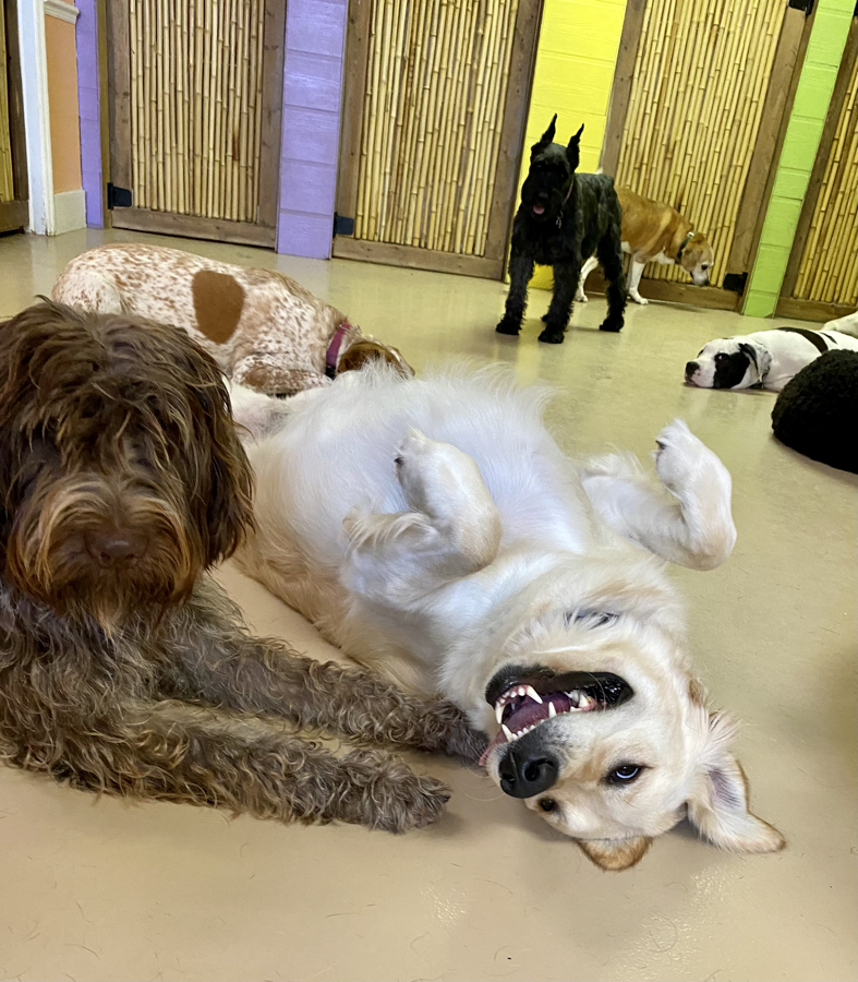 Dogs playing and interacting in the climate-controlled indoor play area