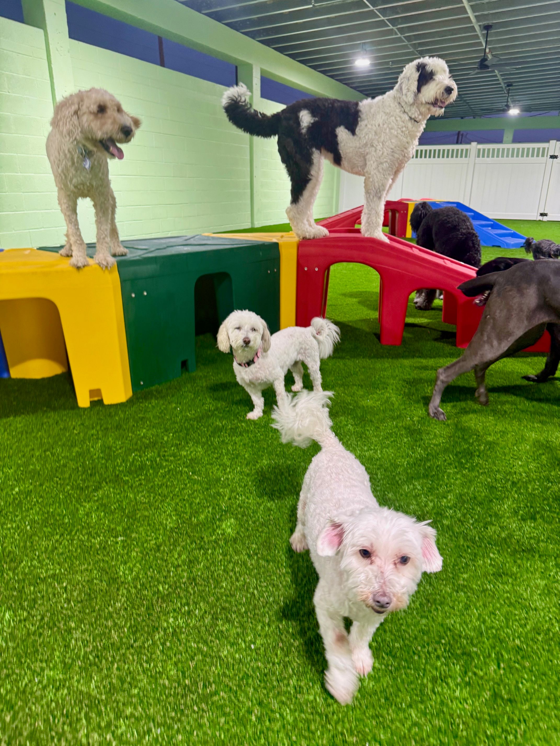 Daycare fun at Tiki Tails