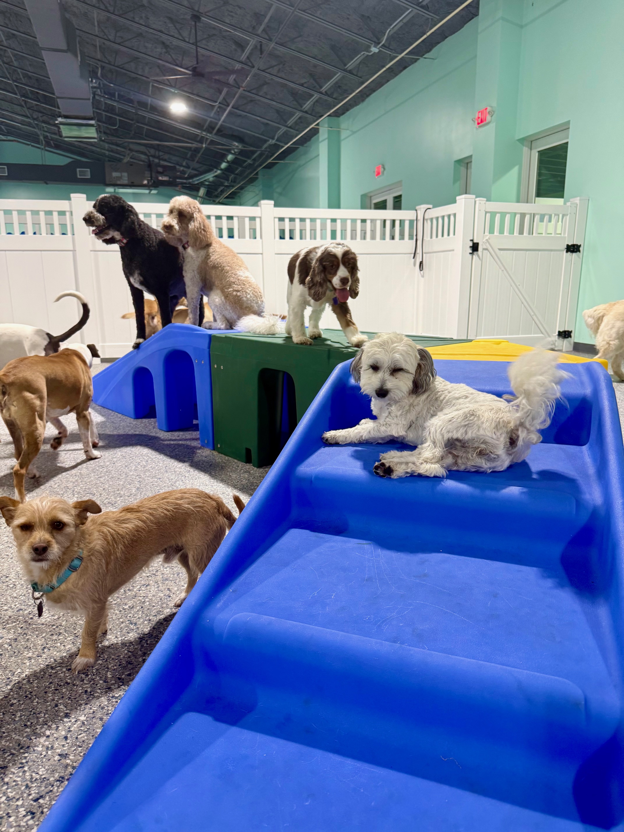 Dogs playing together