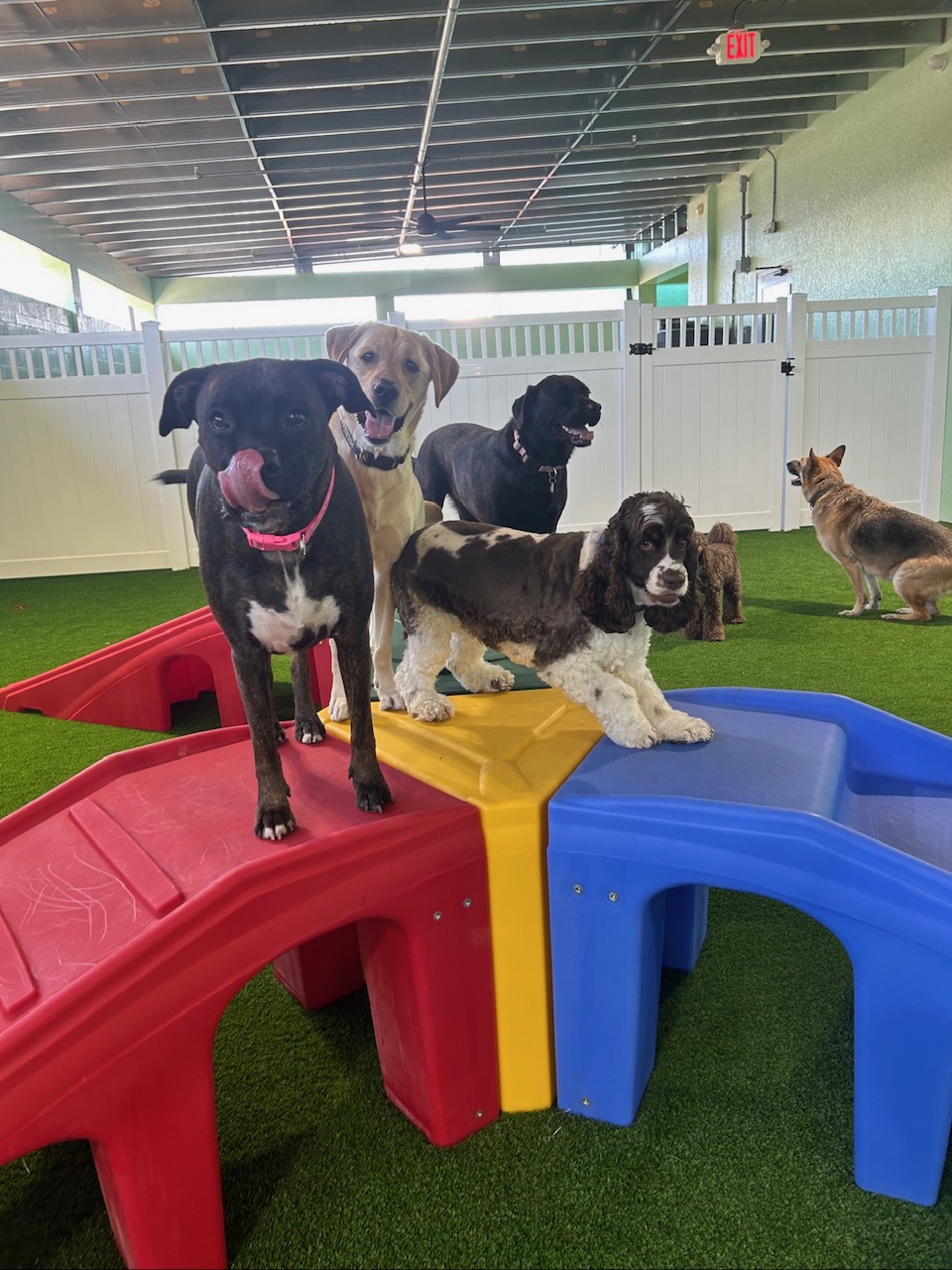 Dogs enjoying their day