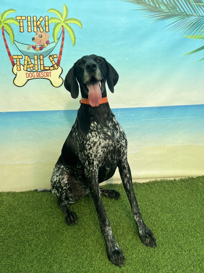 Playful pups at Tiki Tails