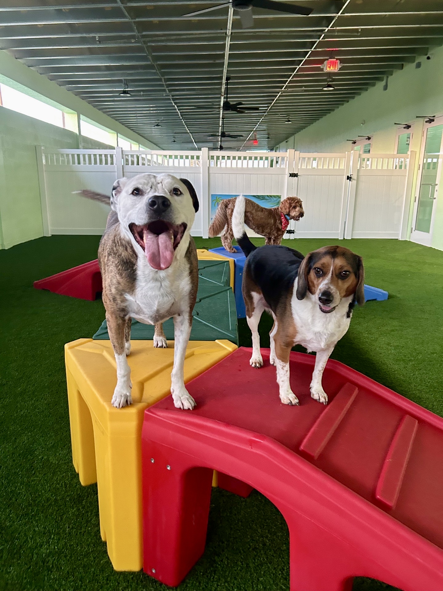 Dogs playing together