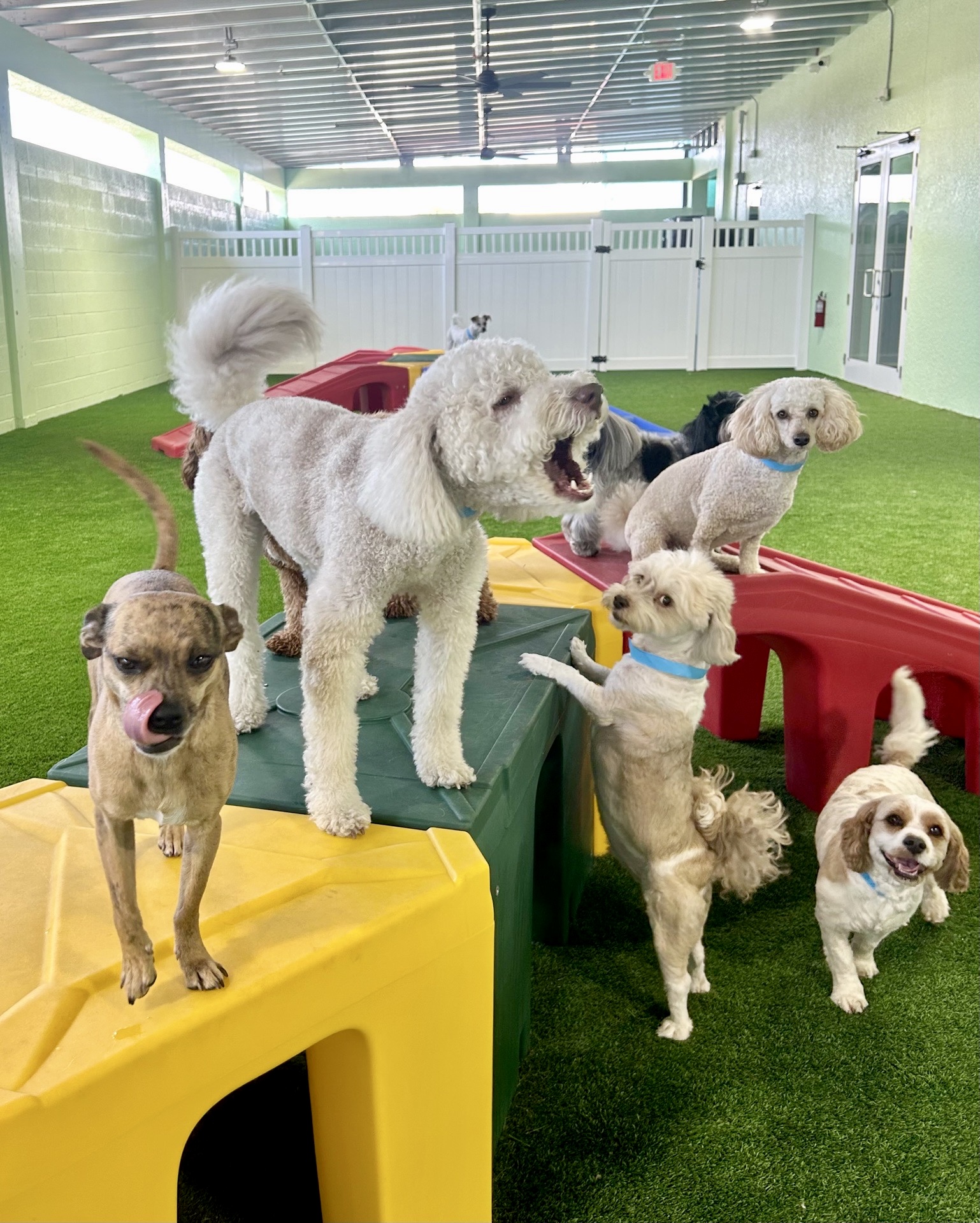 Playful dogs at Tiki Tails