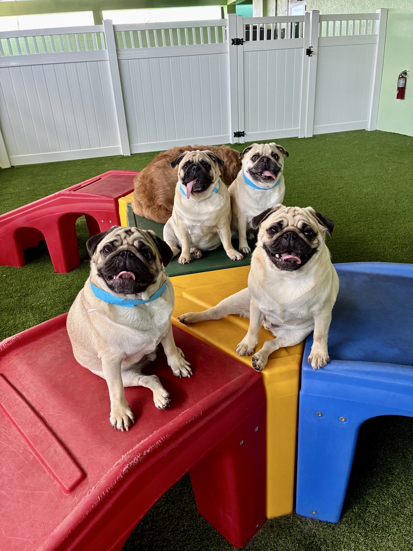 Playful dogs at Tiki Tails