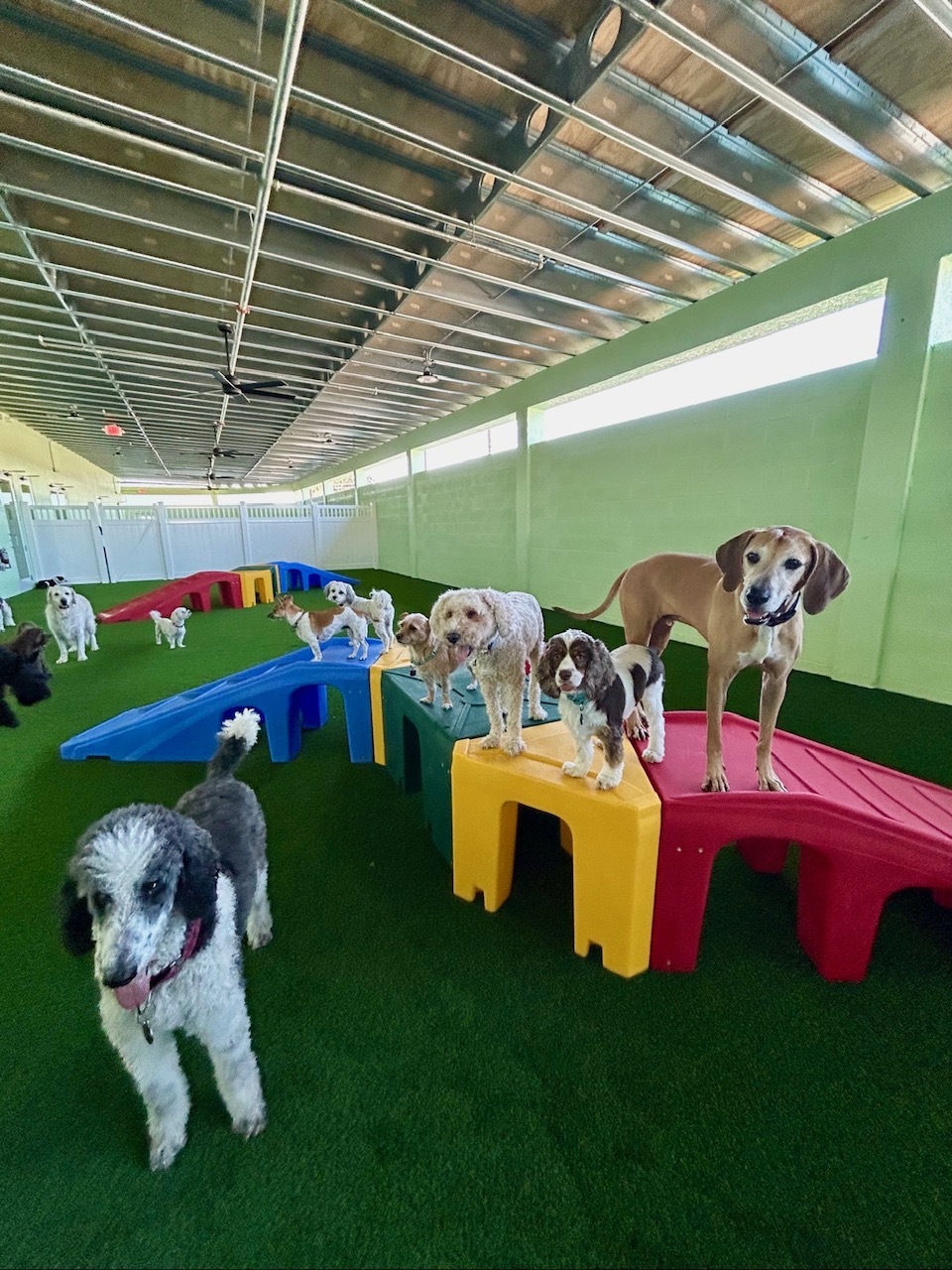 Dogs having fun at Tiki Tails