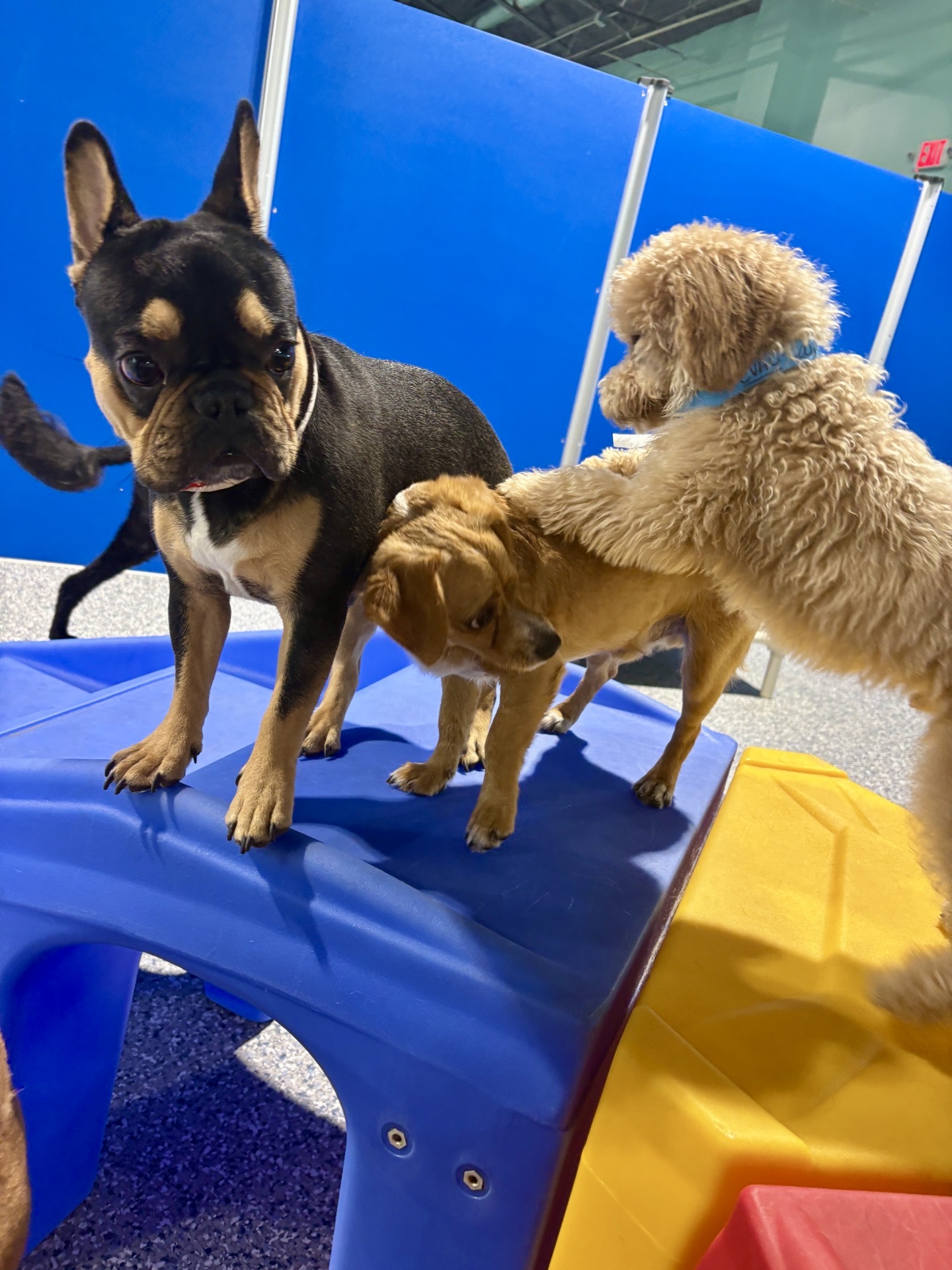 Playful dogs at Tiki Tails