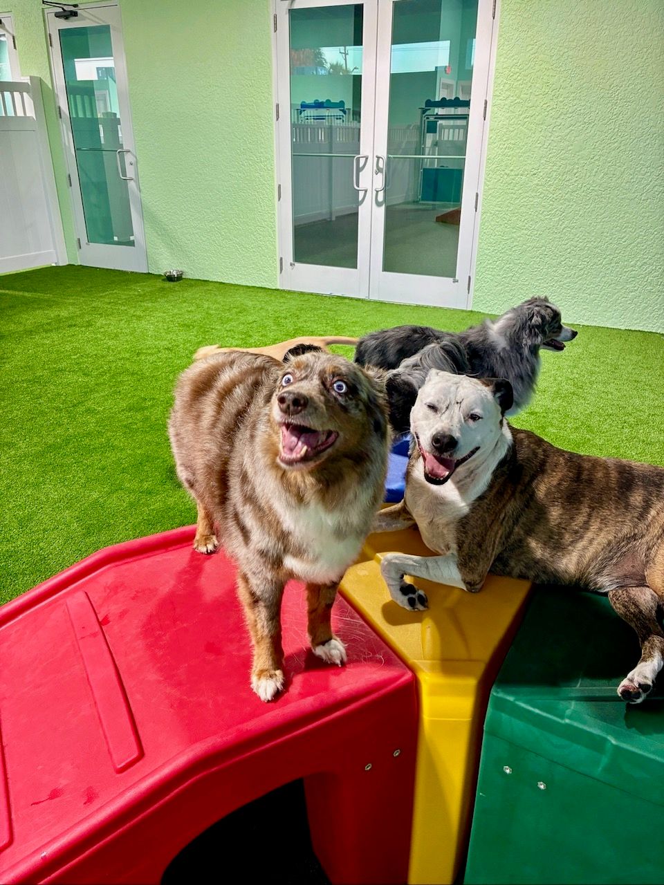 Happy dogs at daycare