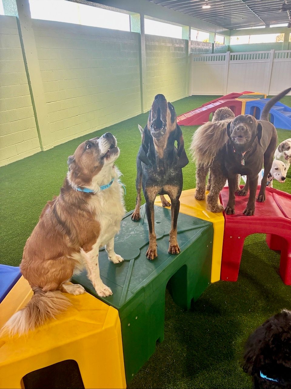 Dogs playing together