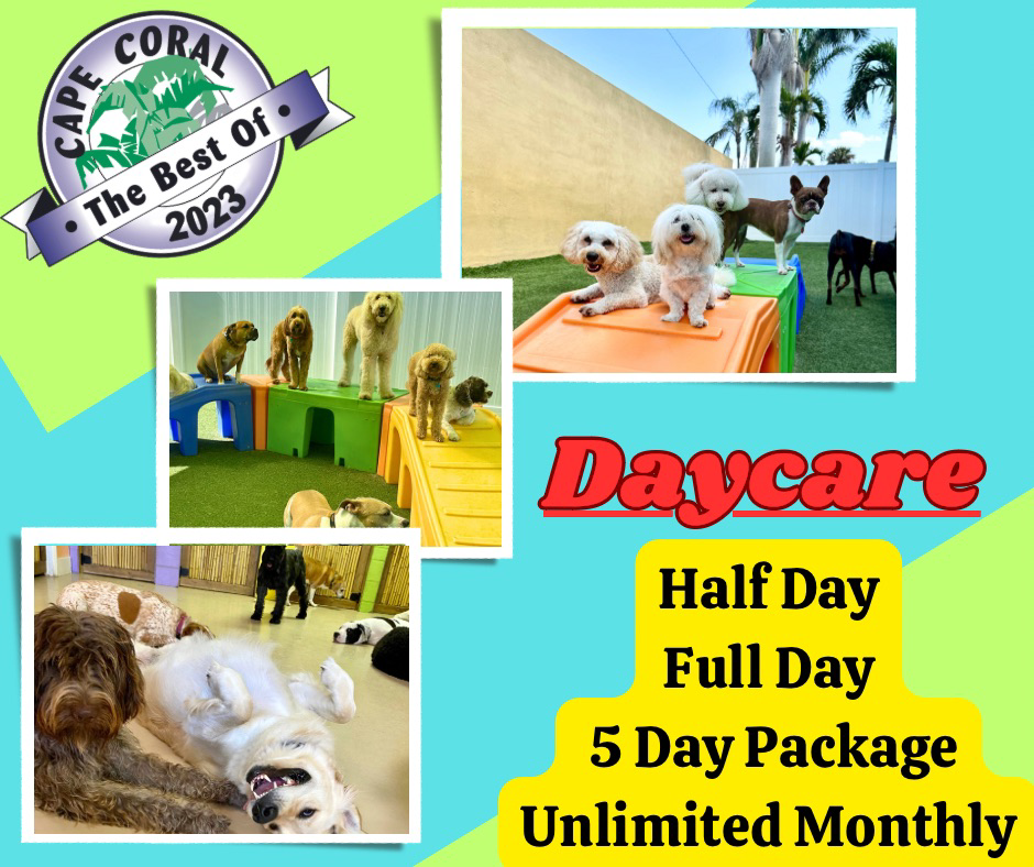 Dogs enjoying daycare