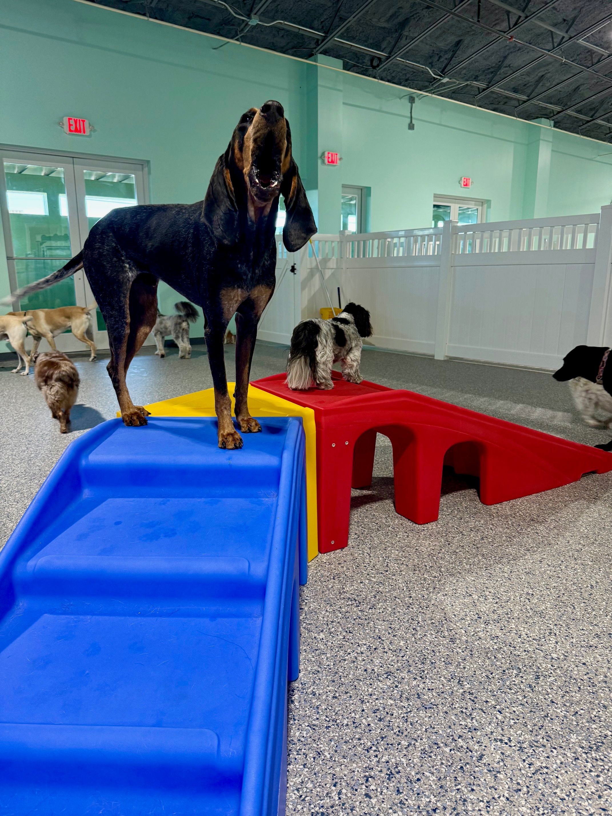 Playful dogs at Tiki Tails