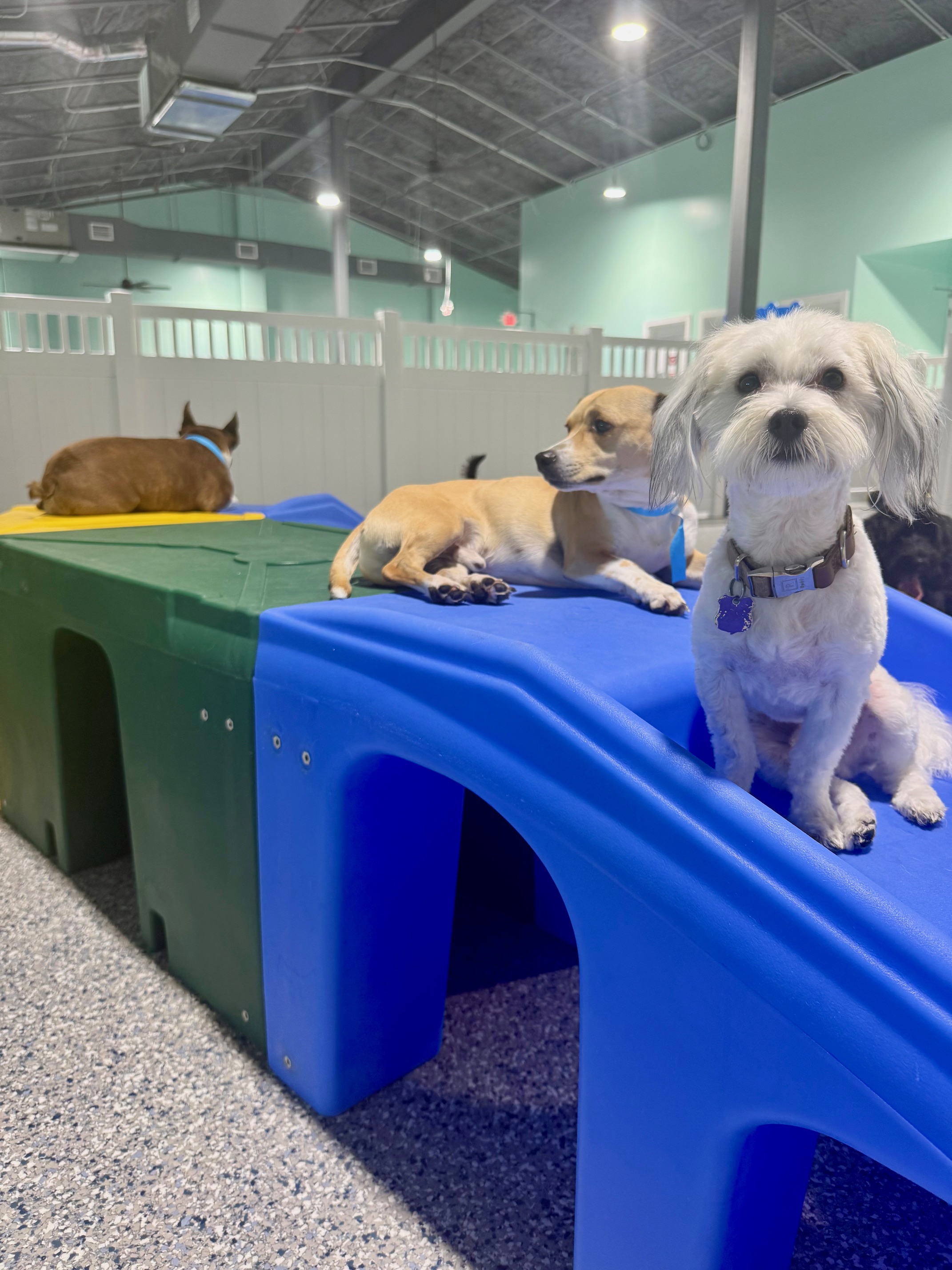 Dogs socializing at daycare