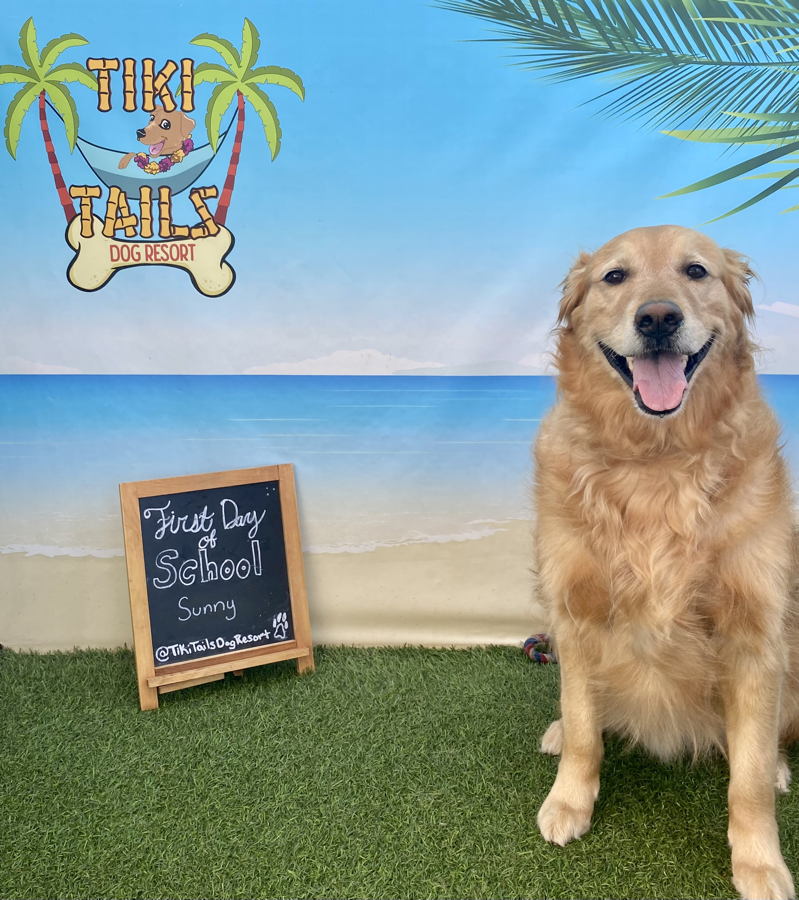 Dogs at Tiki Tails daycare
