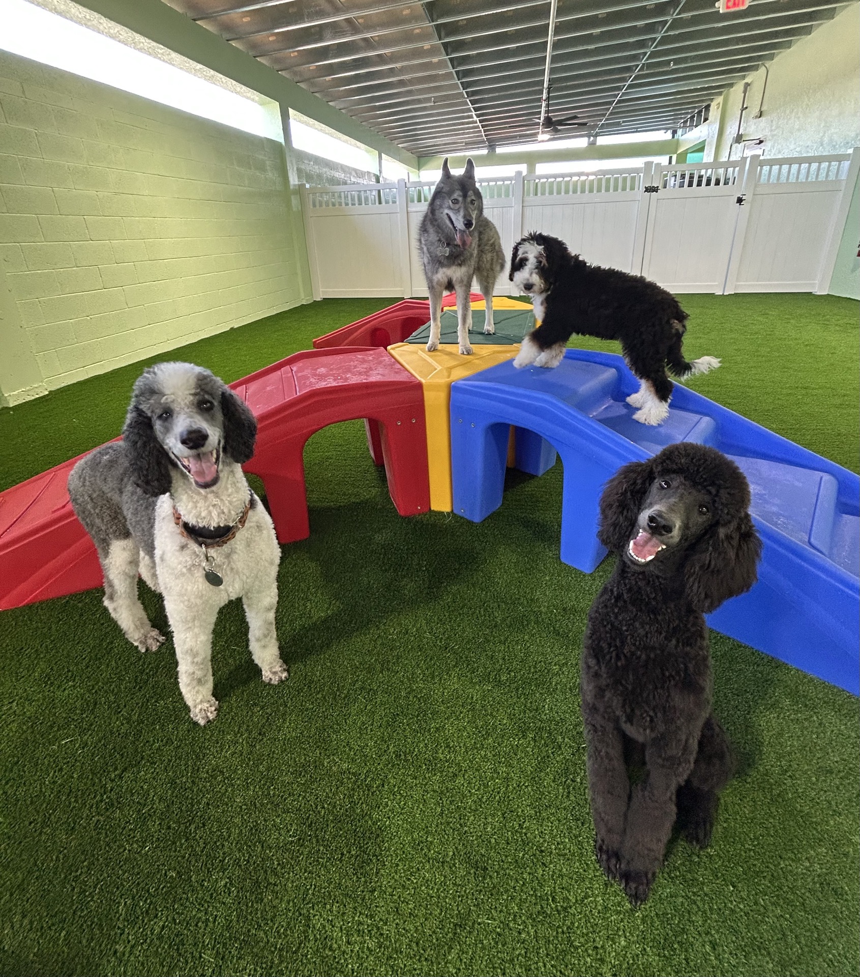 Outdoor play area with dogs