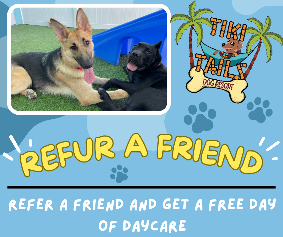 Refer a Friend to Tiki Tails Dog Resort