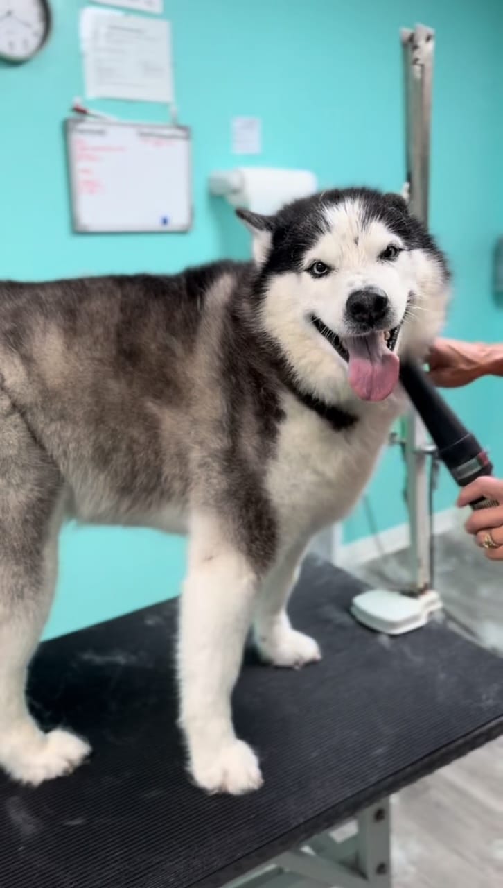 Husky being blow-dried during deshedding treatment at Tiki Tails grooming facility