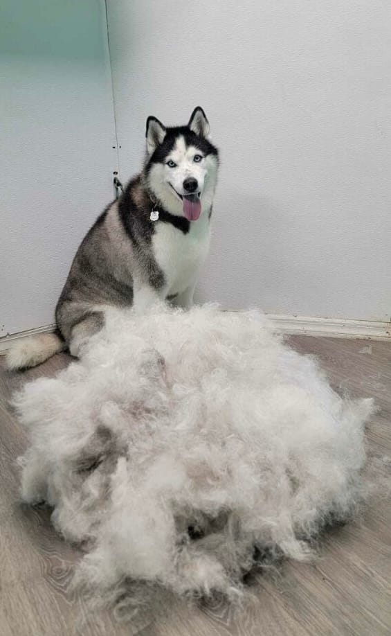 Husky surrounded by massive pile of brushed fur after deshedding service