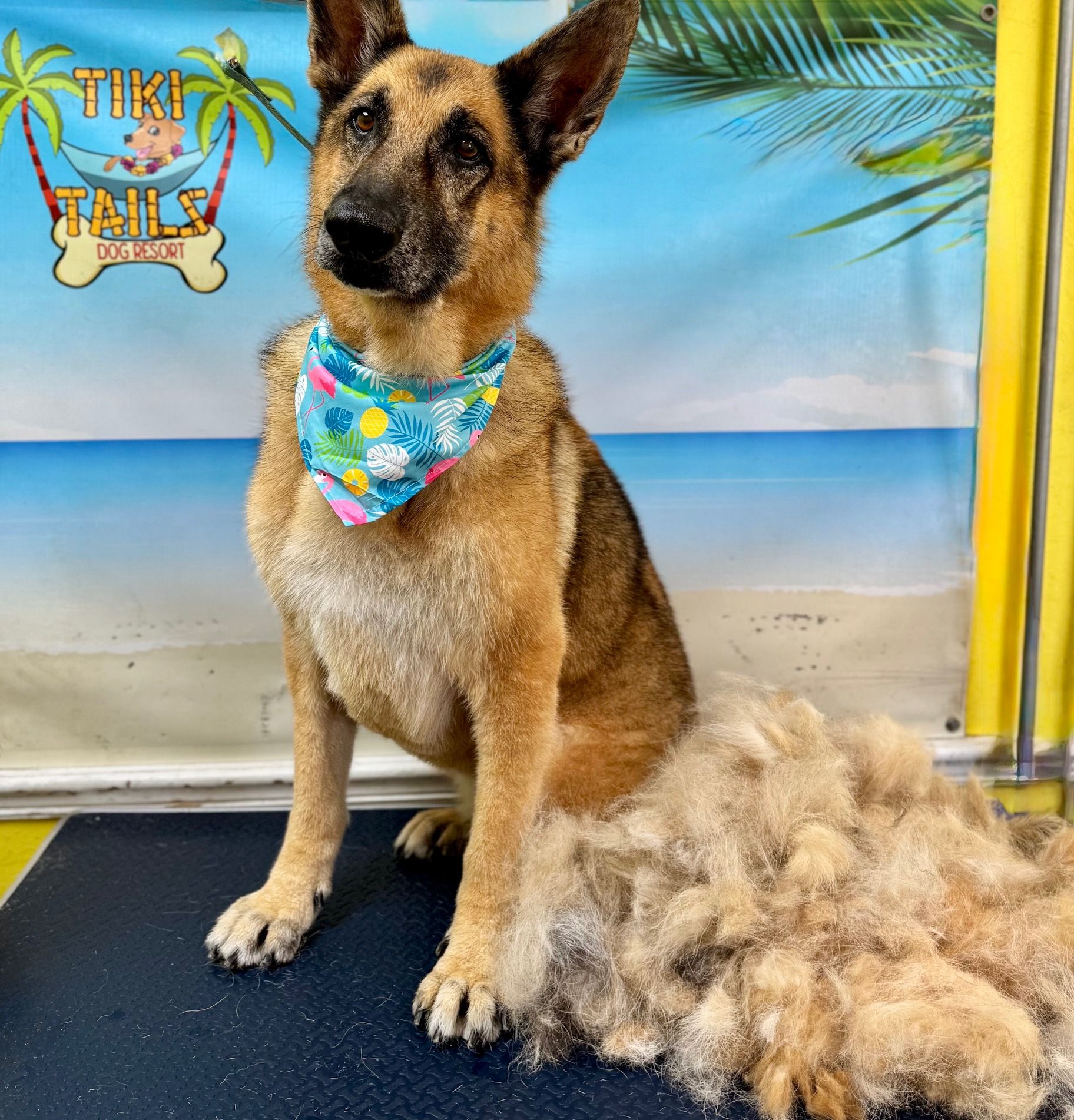 German Shepherd wearing tropical bandana with pile of shed fur after thorough deshedding grooming