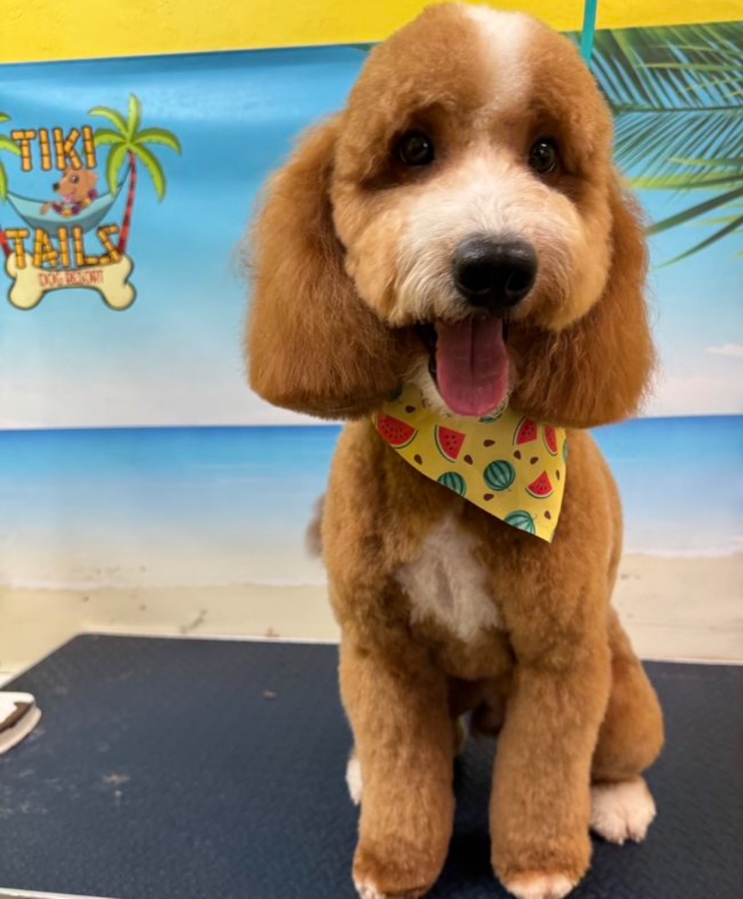 Redd-ish brown-coated puppy with teddy bear cut wearing watermelon bandana at Tiki Tails