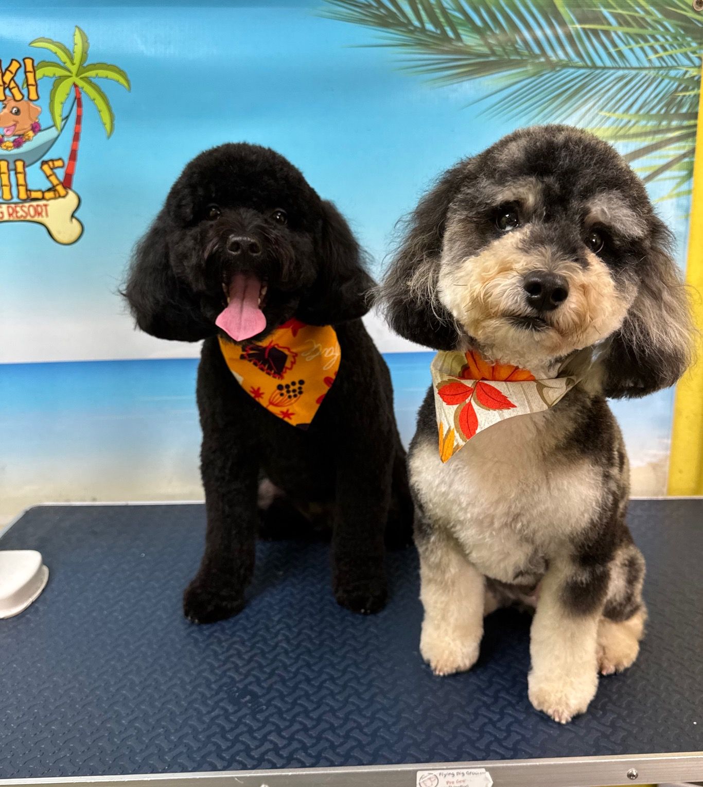 Two dogs, one black and one grey, wearing autumn-themed bandanas after grooming session
