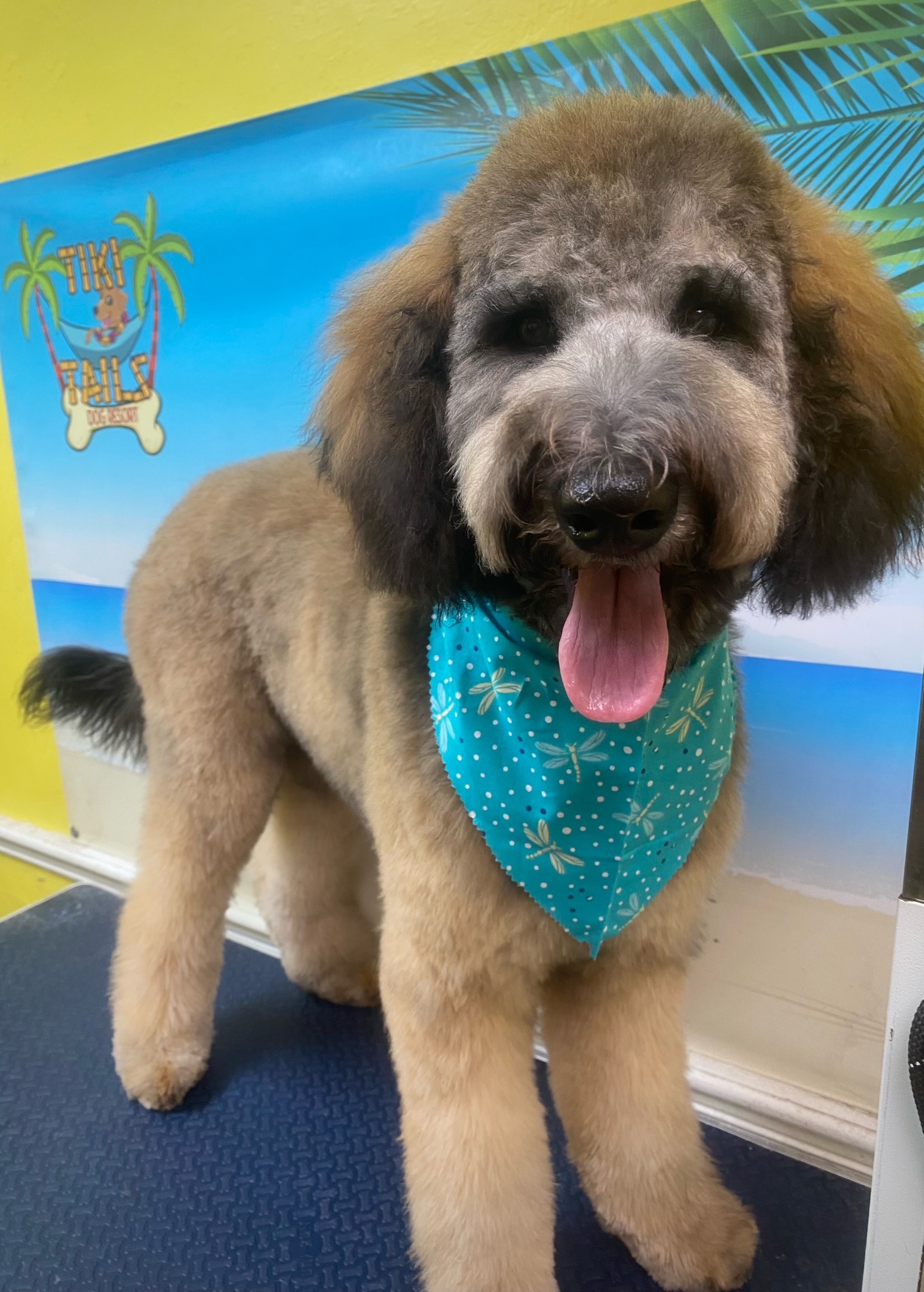 Large dog with grey and tan coloring wearing turquoise dragonfly bandana