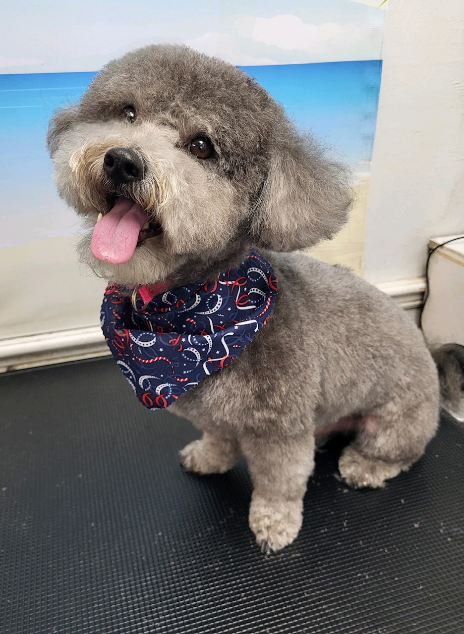 Grey dog with rounded teddy bear face wearing patriotic bandana