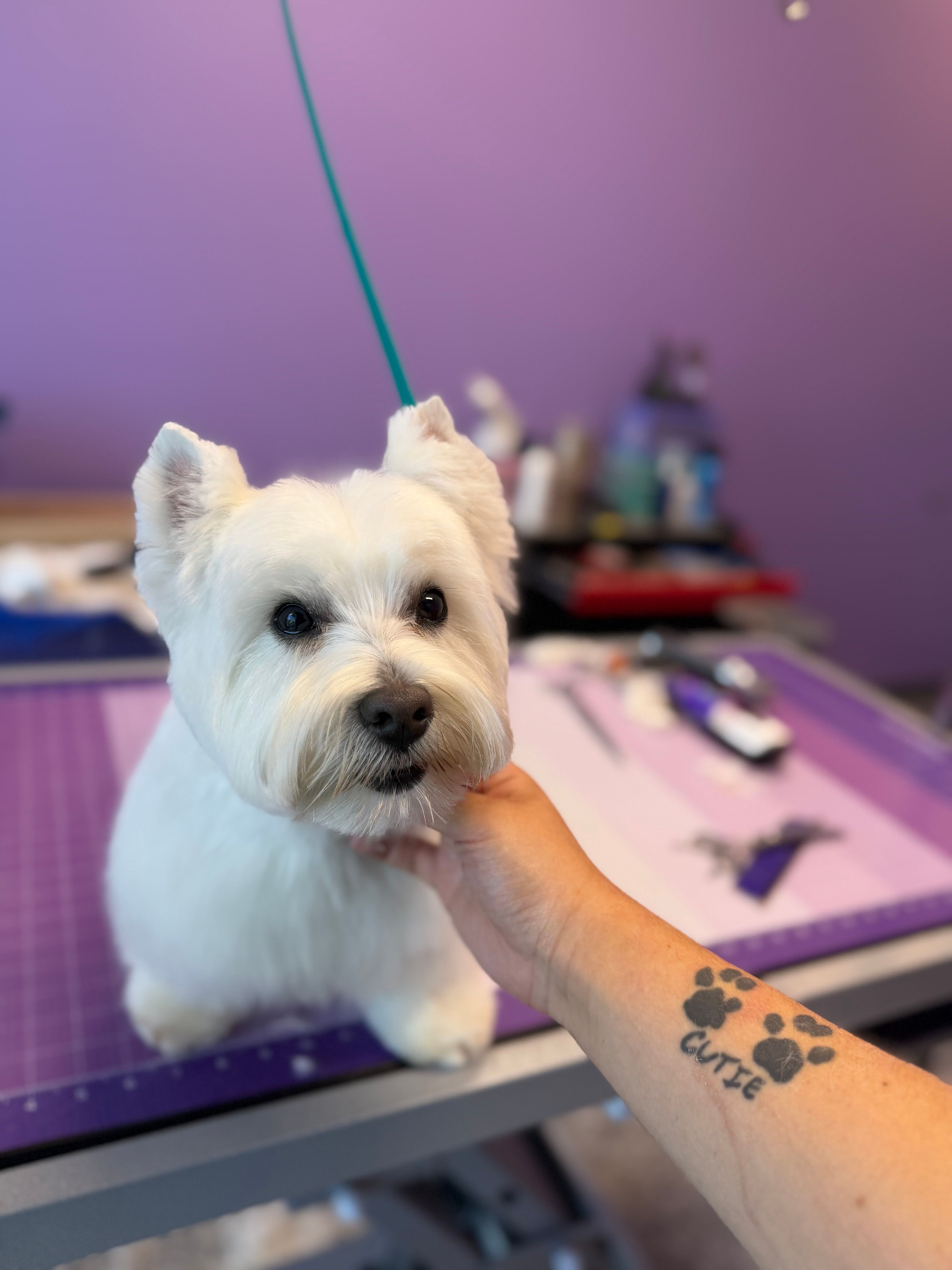 Small white freshly groomed dog sitting on grooming table