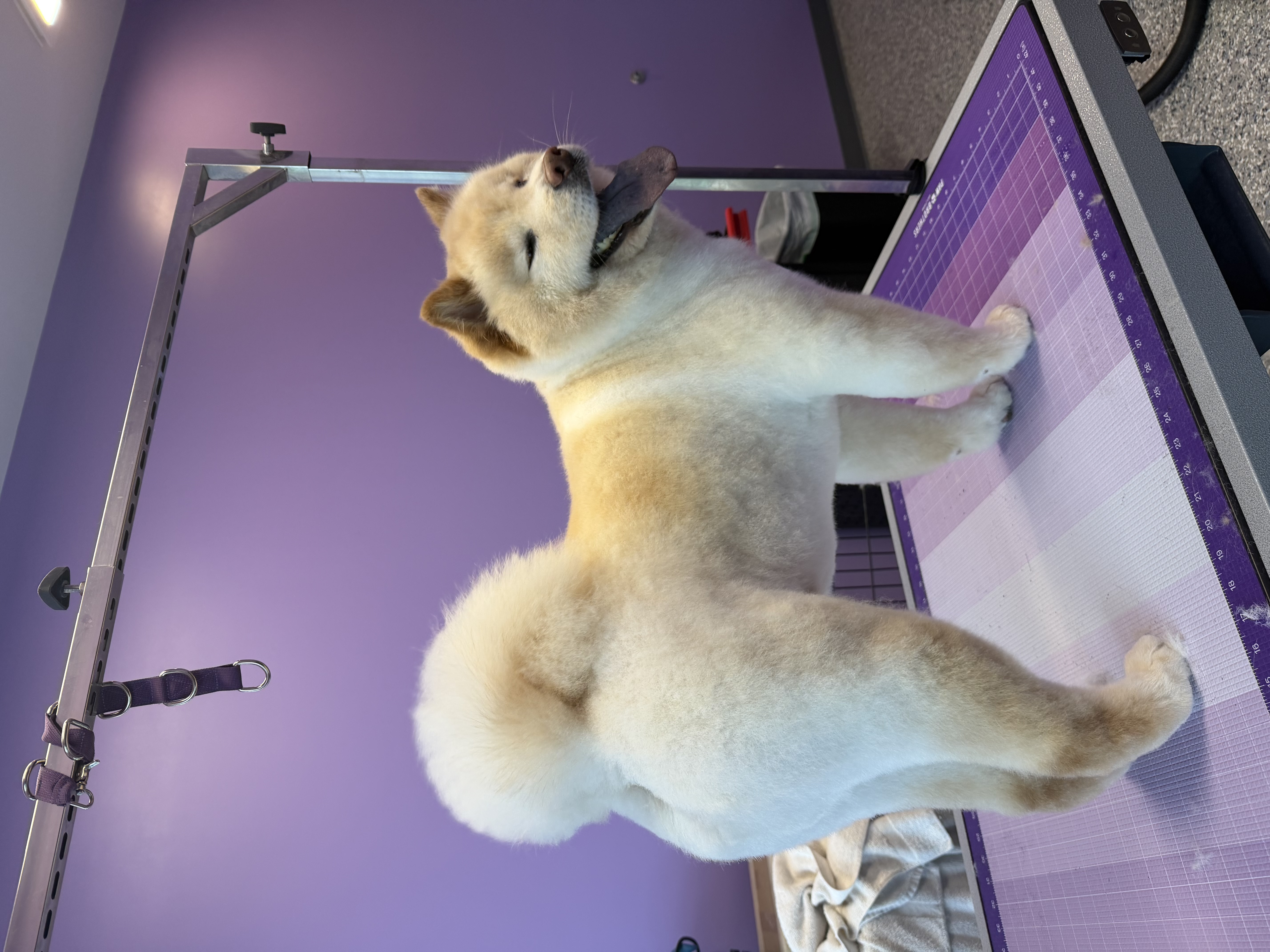Happy white and tan freshly groomed dog standing on grooming table 