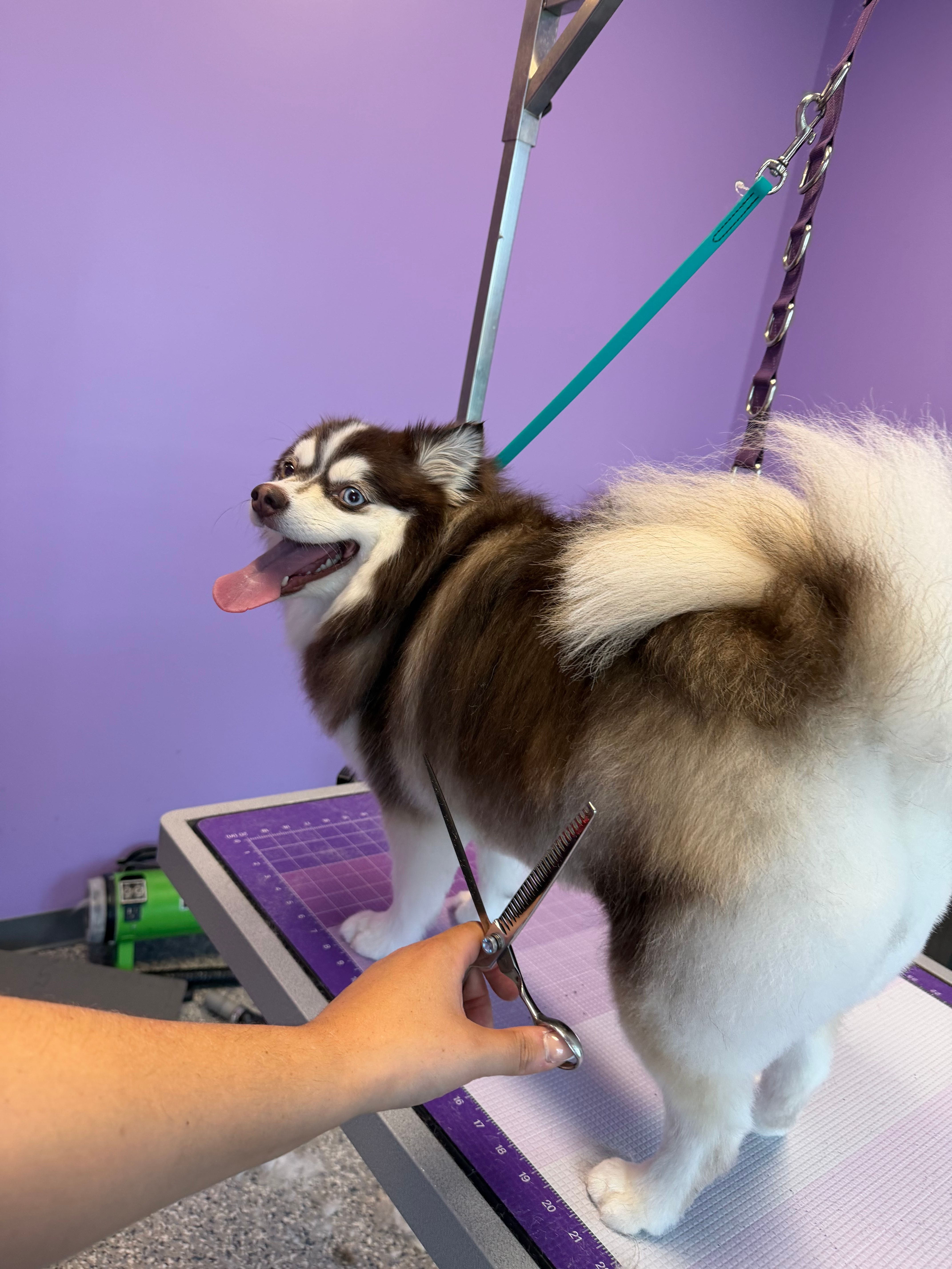 Happy black and white freshly groomed dog standing on grooming table