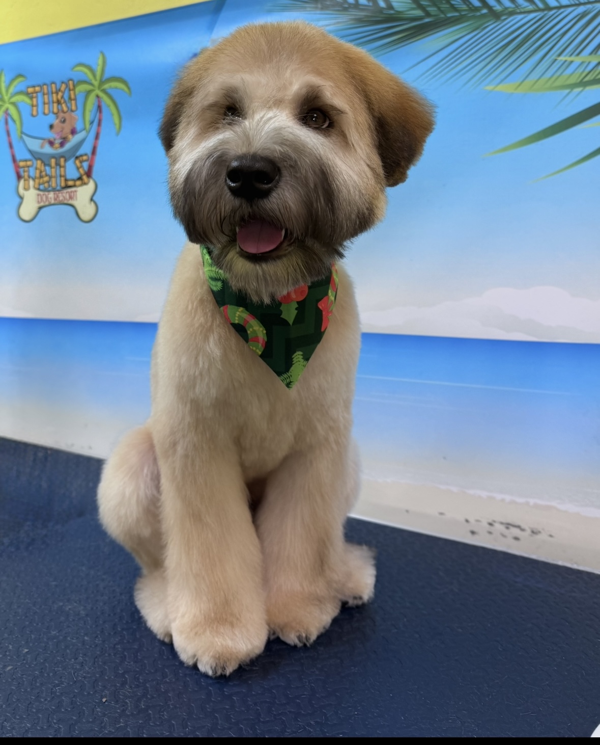 Groomed dog with teddy bear cut wearing festive bandana at Tiki Tails Dog Resort
