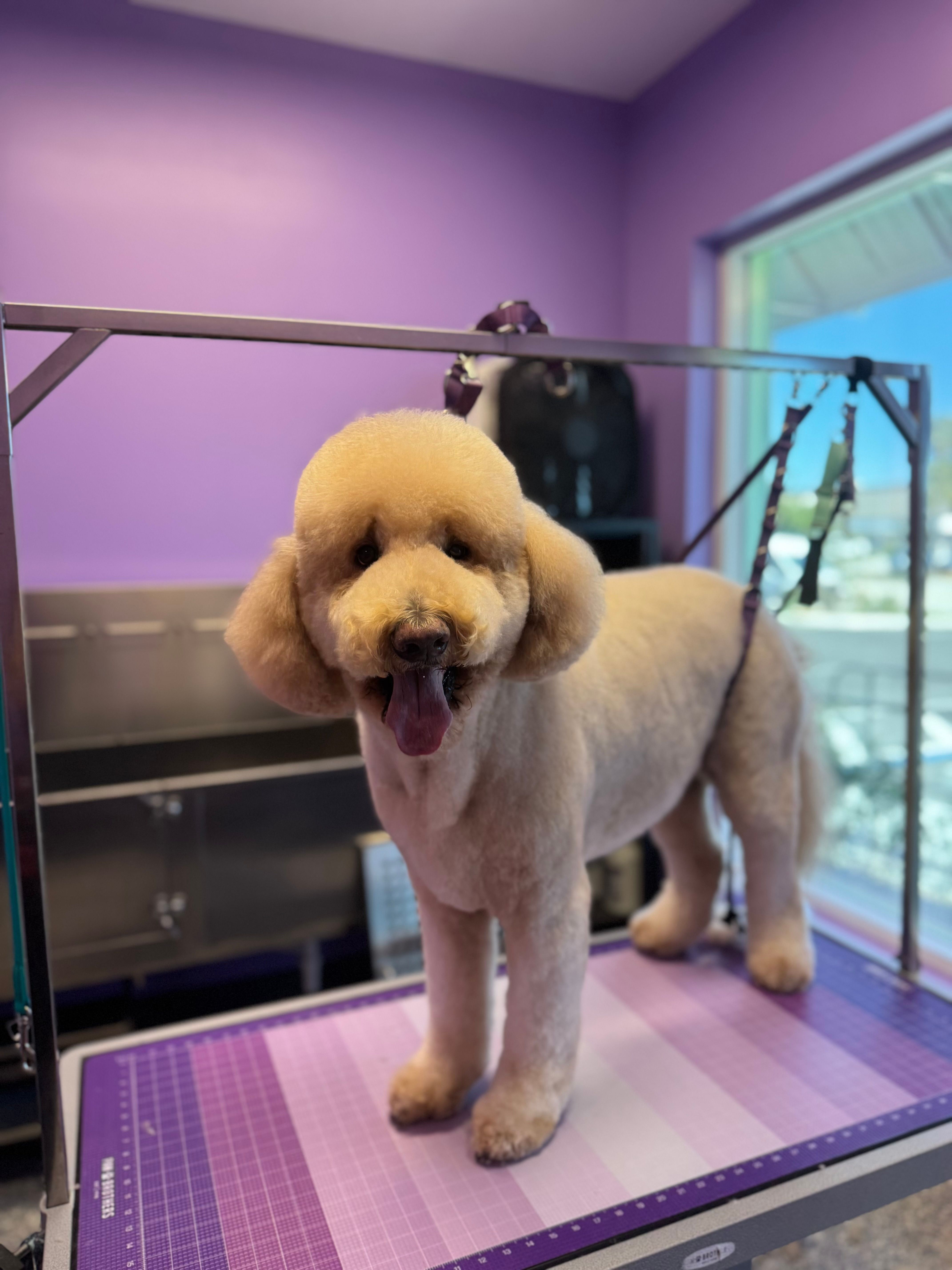Happy white freshly groomed dog standing on grooming table