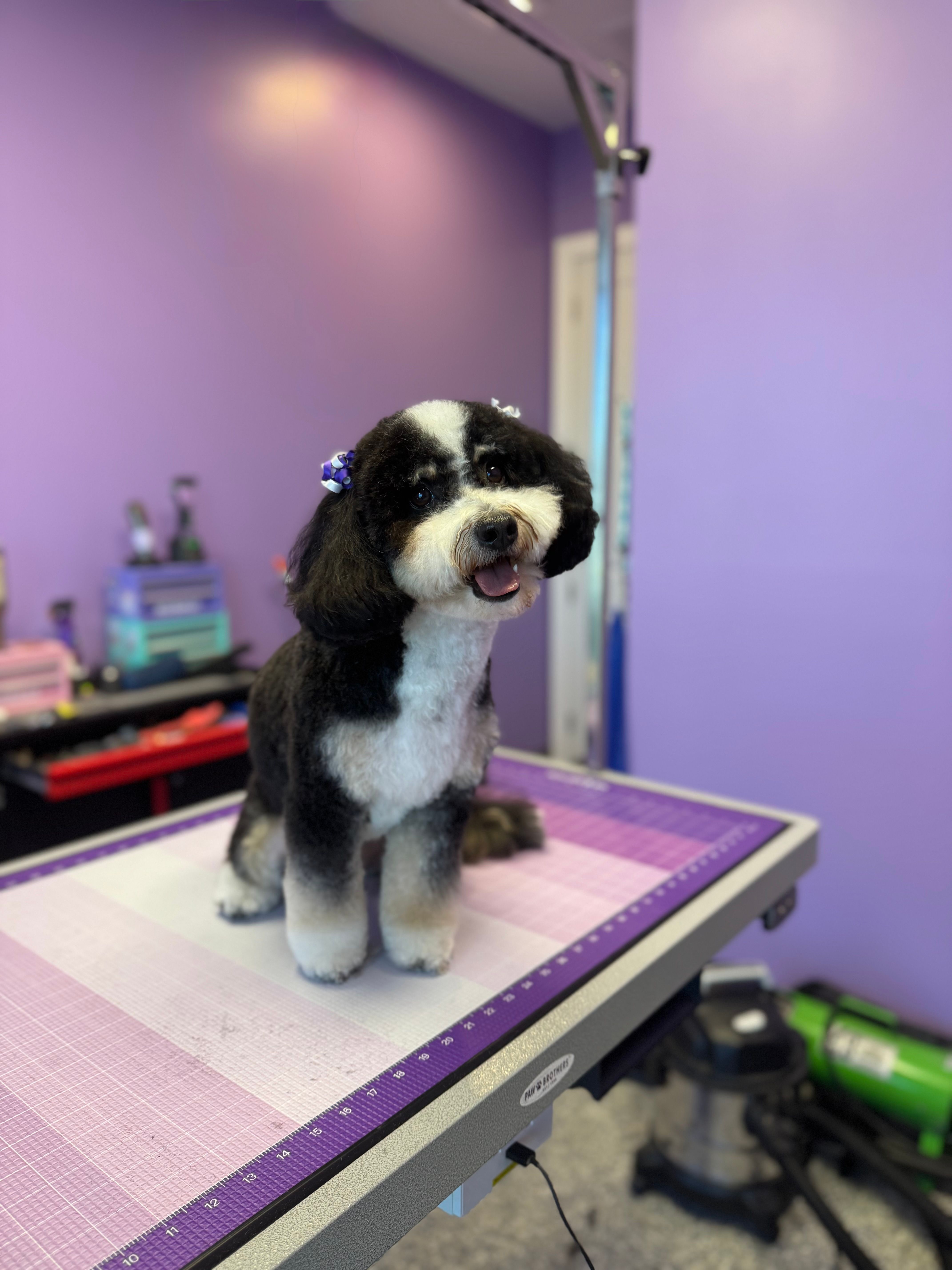 Happy black and white freshly groomed dog with bows in hair sitting on grooming table