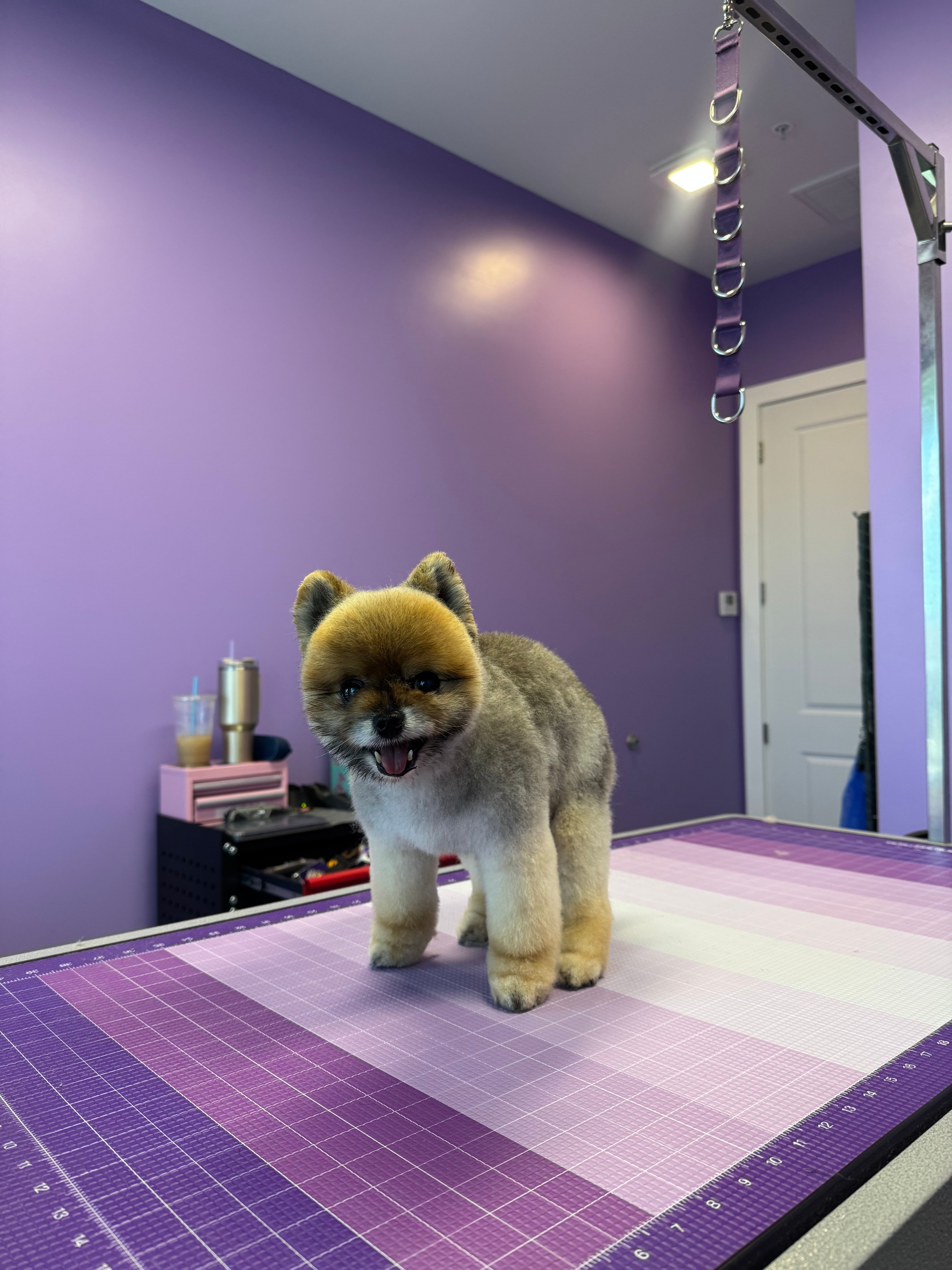 Happy brown and grey dog with rounded teddy bear face standing on grooming table