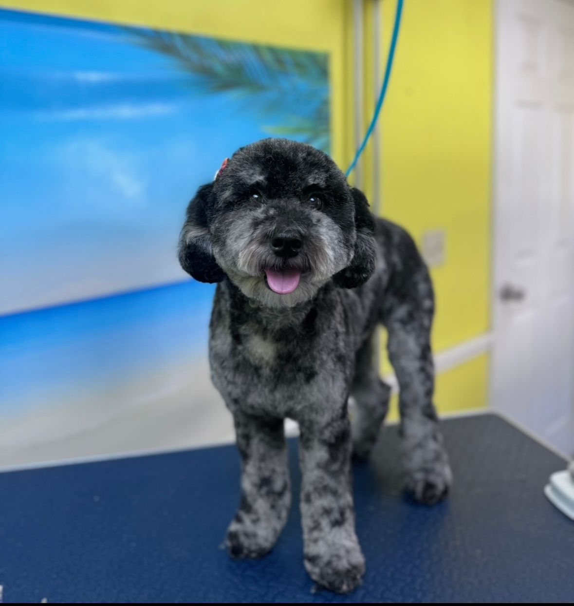 Black and grey dog after grooming session standing on blue mat