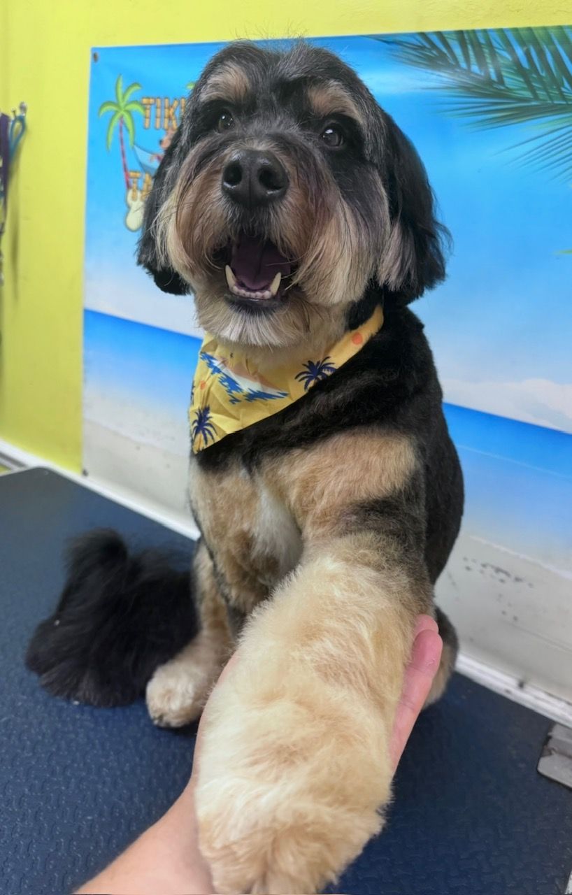 Black and tan dog wearing tropical yellow bandana being groomed at Tiki Tails