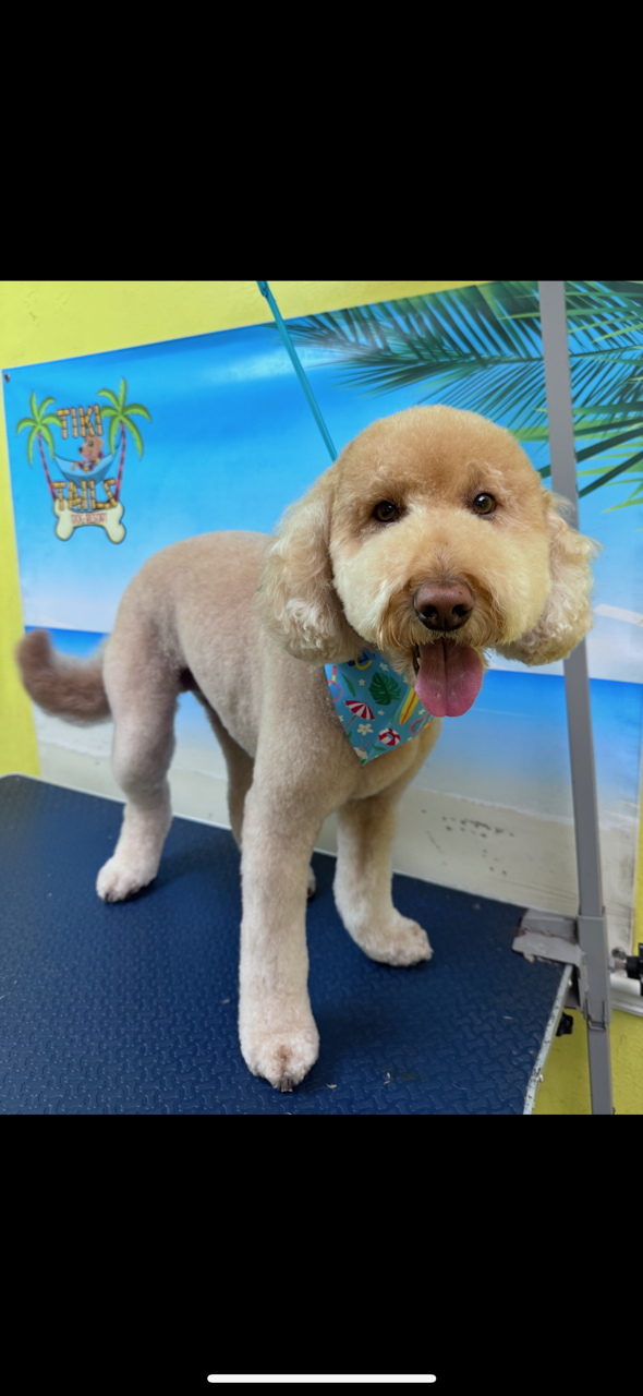 Happy groomed dog wearing festive bandana at Tiki Tails