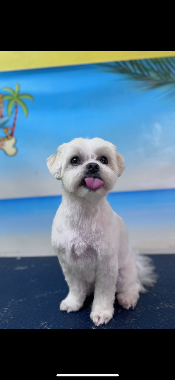 Small white fluffy puppy with rounded teddy bear face after grooming