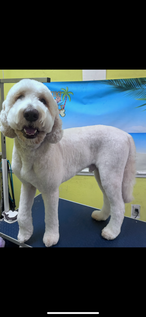Large white dog with happy expression and clean cut on grooming table