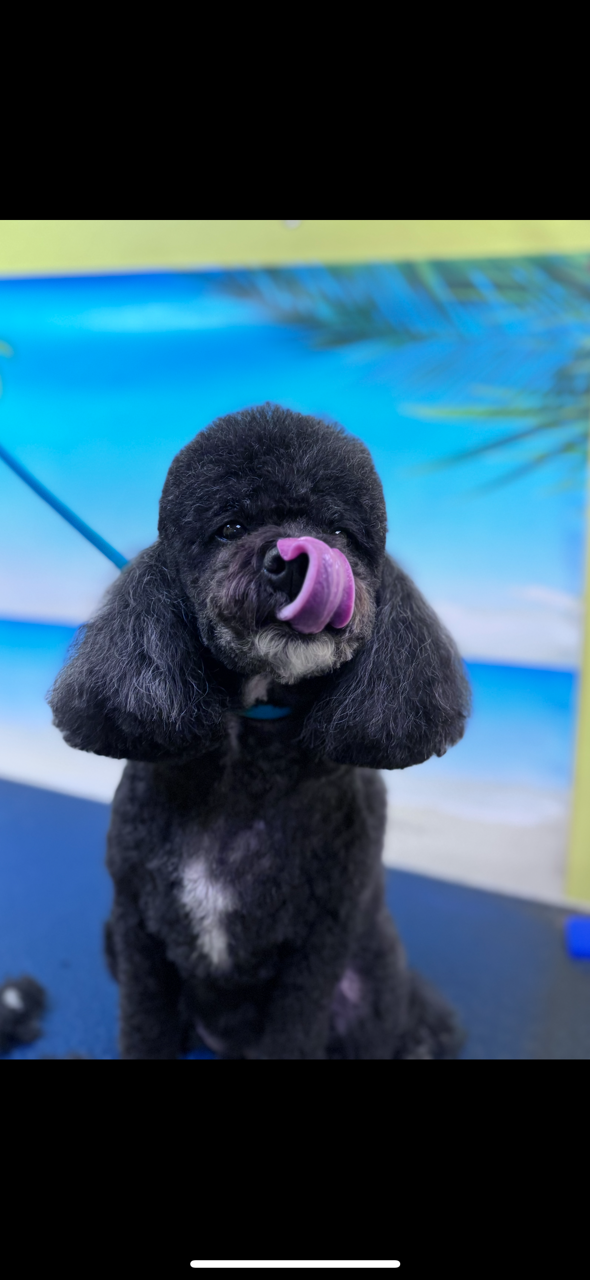 Black dog with tongue out showing classic rounded grooming style